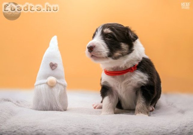 Törzskönyves Border Collie kiskutyák