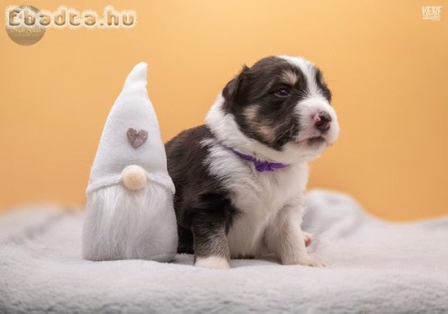 Törzskönyves Border Collie kiskutyák