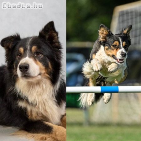 Törzskönyves Border Collie kiskutyák