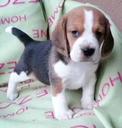 Beagle