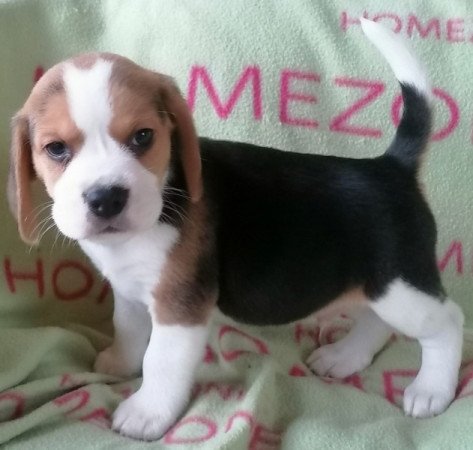 Beagle