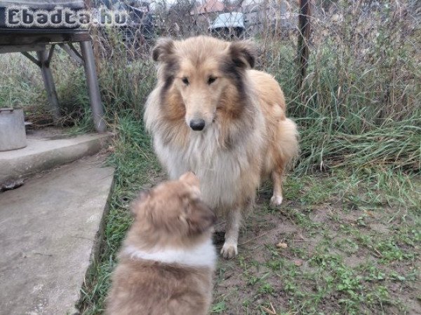 Skót juhász szépség jó gazdát keres