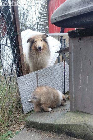 Skót juhász szépség jó gazdát keres