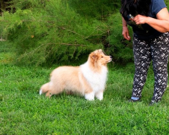 Skót juhász (Collie rough)