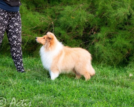 Skót juhász (Collie rough)