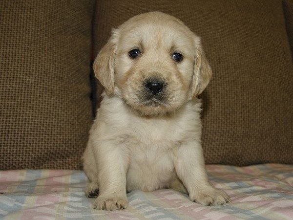 Golden Retriever