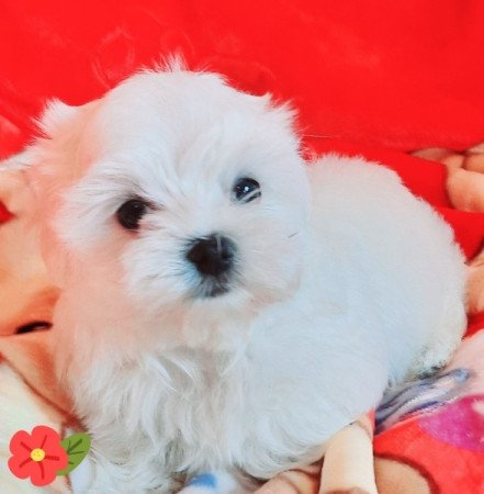Bichon Havanese