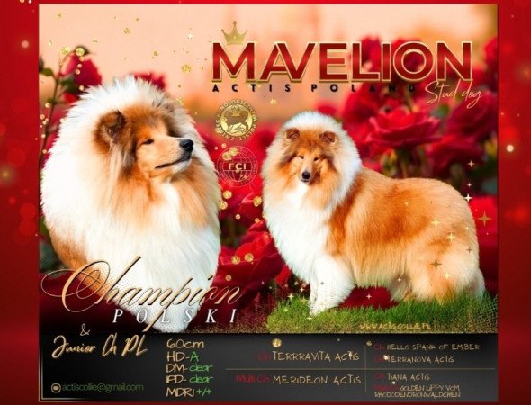 Skót juhász (Collie rough)