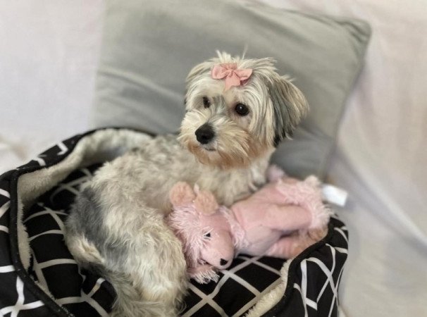 Bichon havanese