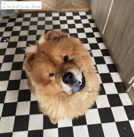 1 éves csau-csau kan új otthont keres