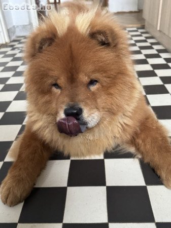 1 éves csau-csau kan új otthont keres