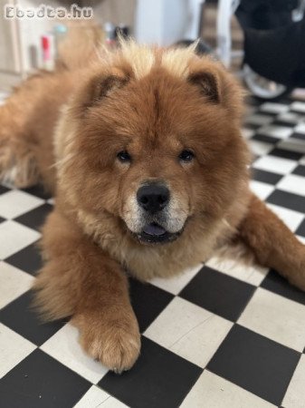 1 éves csau-csau kan új otthont keres