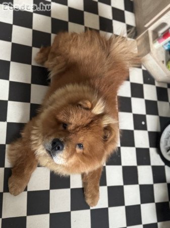 1 éves csau-csau kan új otthont keres