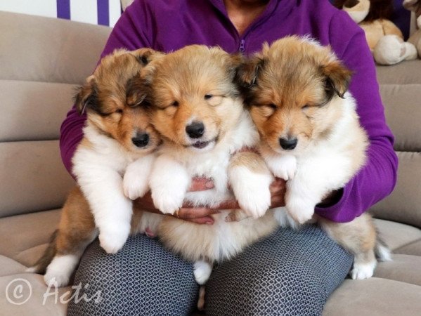 Skót juhász (Collie rough)