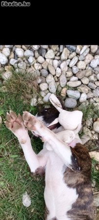 Törzskönyvezett standard angol bull terrier