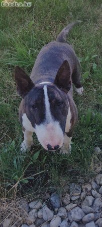 Törzskönyvezett standard angol bull terrier