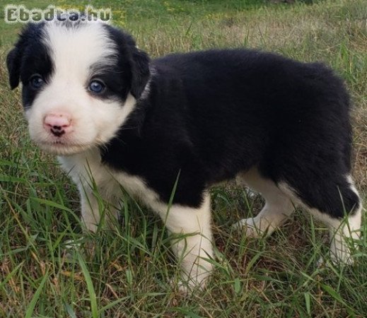 Border collie kölykök