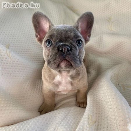 Francia bulldog kölykök