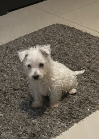 Westie