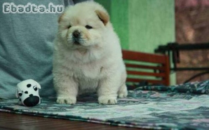 Chow Chow kölykök