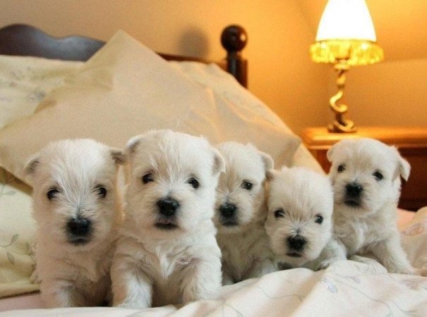 West Highland Terrier kölykök