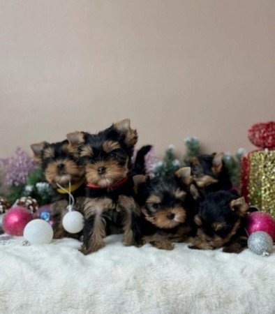 Yorkshire terrier kölykök