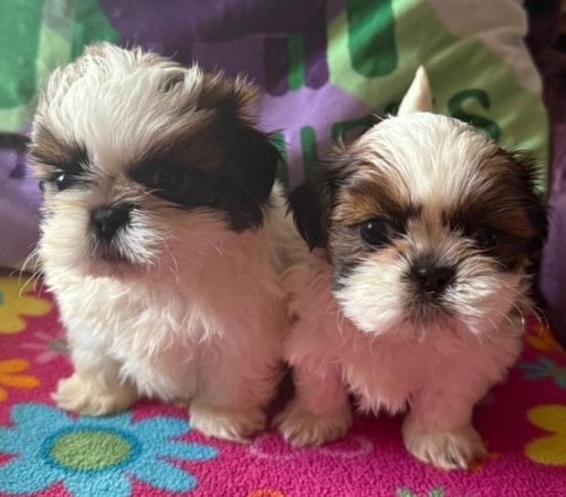 Gyönyörű shih tzu kölykök kc reg