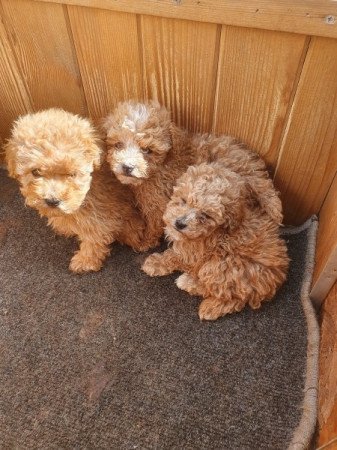 Gyönyörű Maltipoo kölykök