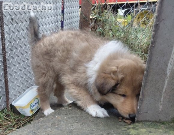 Skót juhász kutyaszépség jó gazdit keres