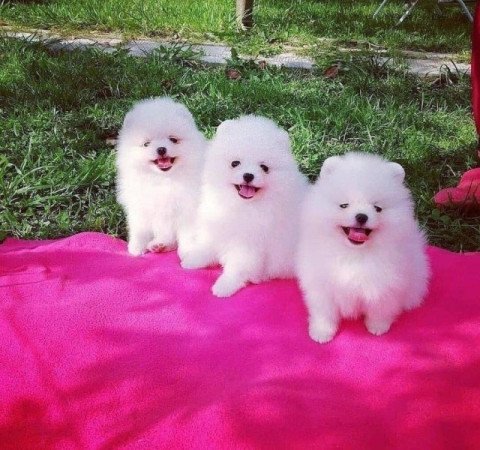 2 gyönyörű pomerániai kölyök