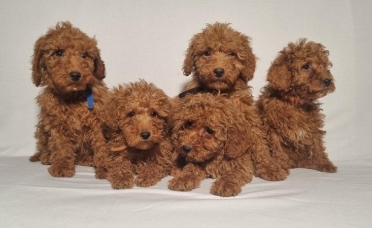 Toy uszkár kölykök