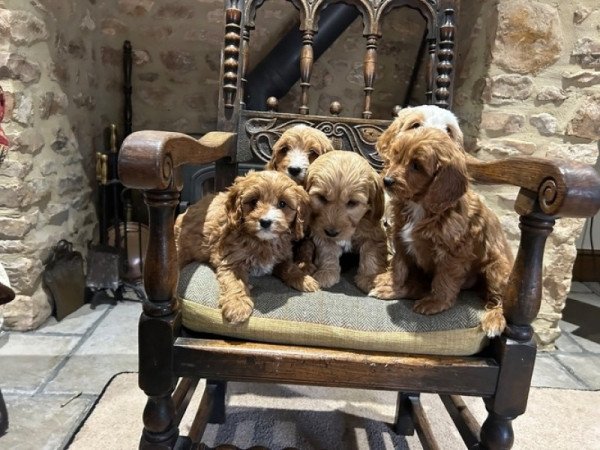 Imádnivaló cockapoo kölykök