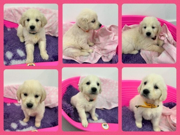 Gyönyörű Maltipoo kölykök