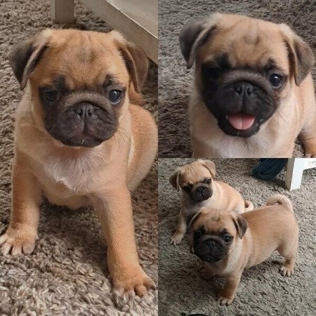 Mopsz törzskönyvvel ellátott kölykök