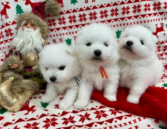 Német spicc kisfiú