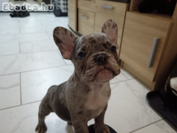Francia Bulldog kislány