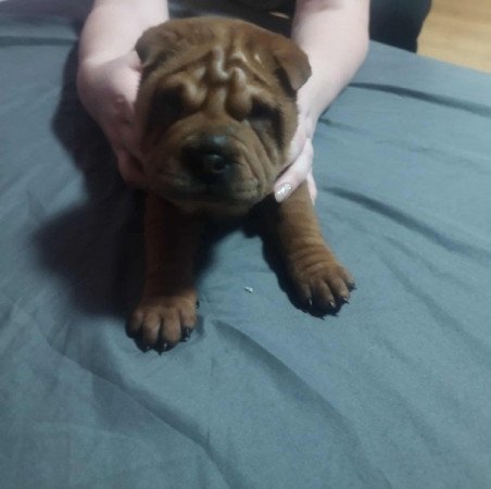Shar pei