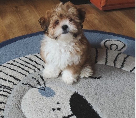 Bichon Havanese