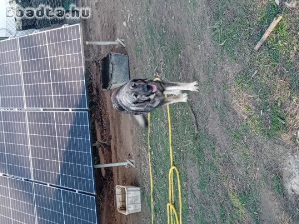 Sarplaninac kölykök