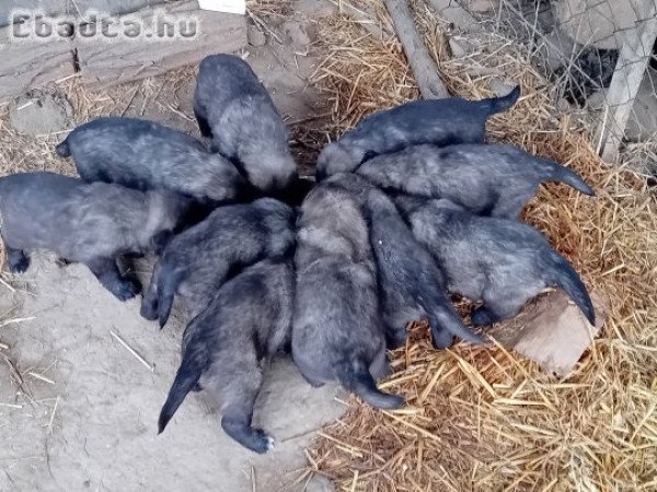 Sarplaninac kölykök