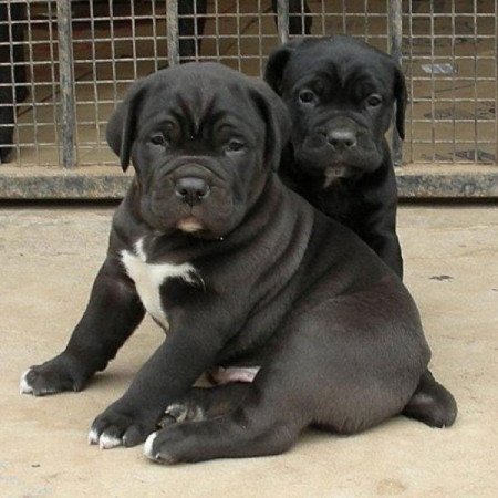 Cane corso