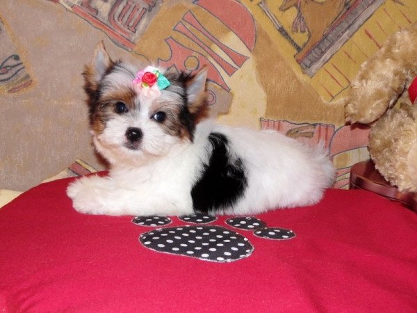 Biewer Yorkshire Terrier Yorki