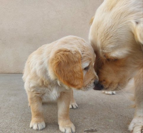 Golden Retriever