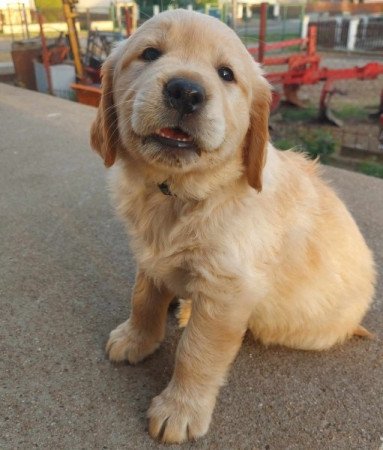 Golden Retriever