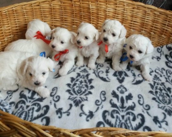 Bichon havanese
