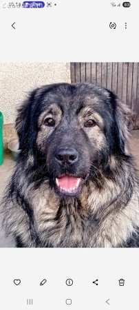 Sarplaninac kölykök