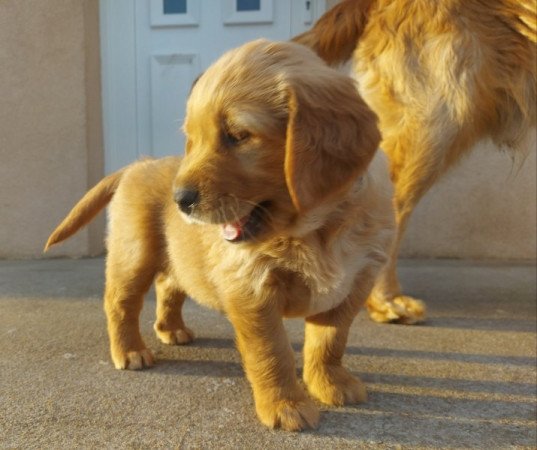 Golden Retriever