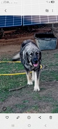 Sarplaninac kölykök