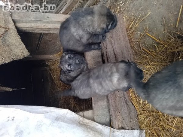 Sarplaninac kölykök