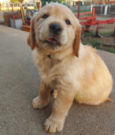 Golden Retriever fajtatiszta jellegű kiskutyák.